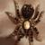 Decorative spider brooches 2 thumbnail