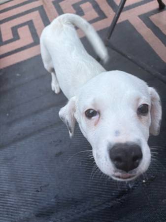 Hembra cachorra pequeña y tierna (Navarre)63836589584899120