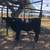 Young Black Angus/Brangus Bulls 12 thumbnail