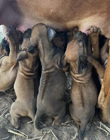 Cachorros de Rhodesian Ridgeback (condado de Seminole)63976603840130122