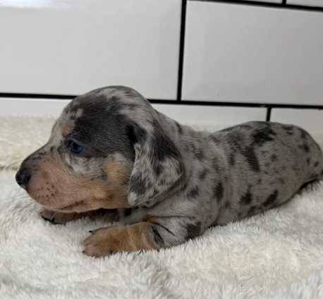 Rehoming Dachshund DOGs!! (Seattle)64666876956930121