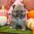 Pomeranian Pumpkins 6 thumbnail