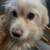 Pom-Terri. Pomeranian 4 thumbnail