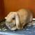 Bunny / Rabbit / Mini Lop 2 thumbnail