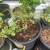 Finger lime tree 1 thumbnail
