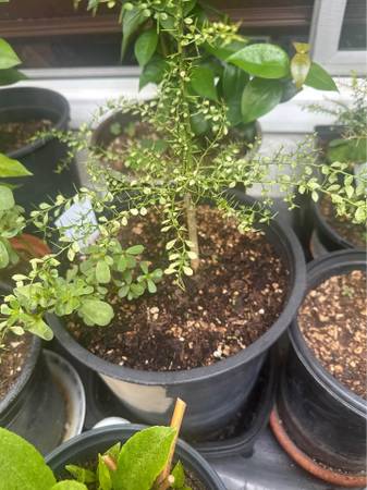 Finger lime tree 1