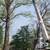 🌳 JJ TREE EXPERTS LLC 🌳 TREE AND LANDSCAPING SERVICES 🌳 25% OFF!! 12 thumbnail