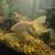 3 Large Comet Goldfish 9 thumbnail
