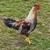 Young roosters 2 thumbnail