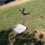 Pullets for sale 7 thumbnail