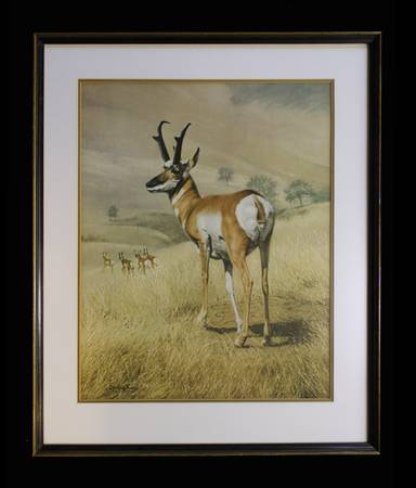 wildlife art print: "Pronghorn" by Charles Frace, framed, signed 1