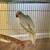 5 month Indian ringneck 3 thumbnail
