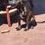 Puppies for sale 6 thumbnail