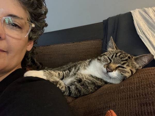 LOST CAT!!! Gold and black tabby (Milwaukie)63842373188225121