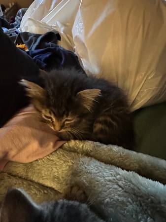 Kittens ready to go!63808881949955120