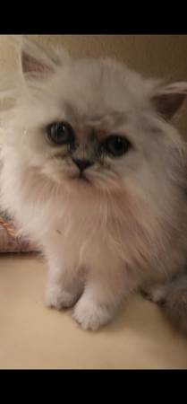 Silver Persian Kitten 1