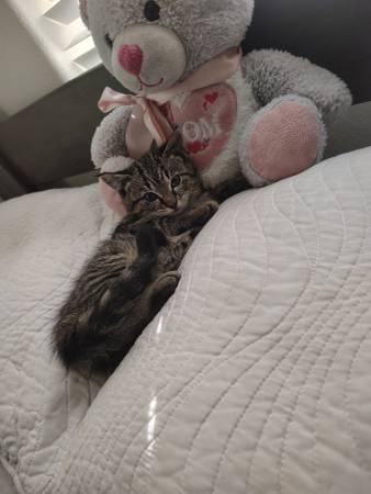 Cute kittens small  rehoming fee (Tacoma)63949211893507120