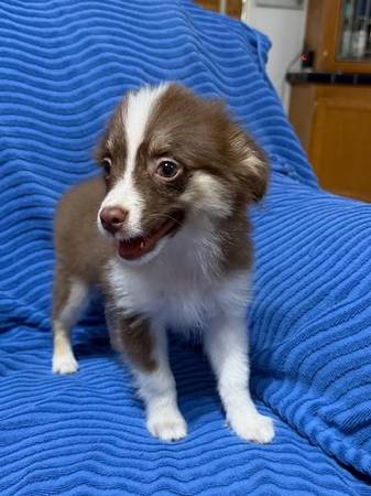 Downsizing Kennels 1