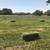 Brutus Grass Hay 3 thumbnail