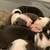 Olde English Bulldog Puppies 3 thumbnail