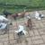 Pigeons for sale 13 thumbnail