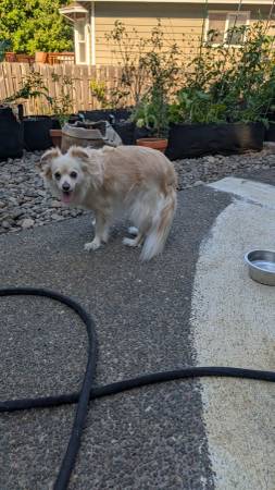 Found dog in Happy Valley on 142nd (Happy Valley)63842373255043122