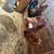 LAYING HENS & ROOSTERS FORSALE 1 thumbnail