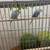 Parakeets in need of new home 3 thumbnail