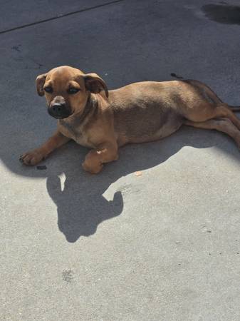 Miniature pinscher crossed with chug (Reseda)64216665592067121