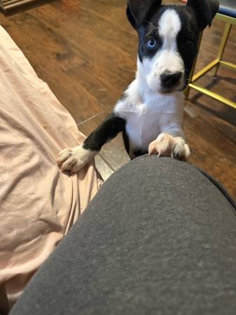 free dog (Houston)63859317898497122
