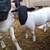 Healthy Dorper Lambs & Productive Saanen Doe Available 1 thumbnail