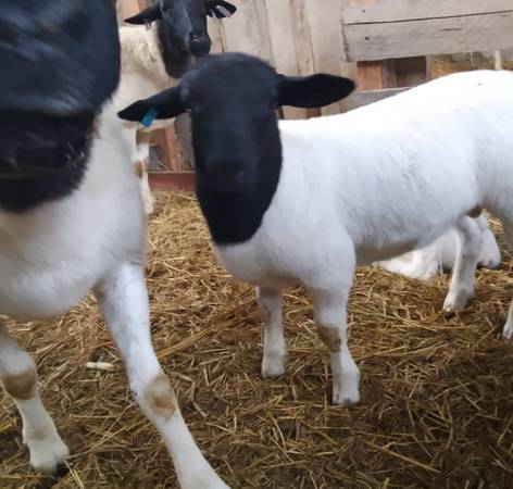 Healthy Dorper Lambs & Productive Saanen Doe Available 1