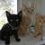 kitties need furrever homes 1 thumbnail