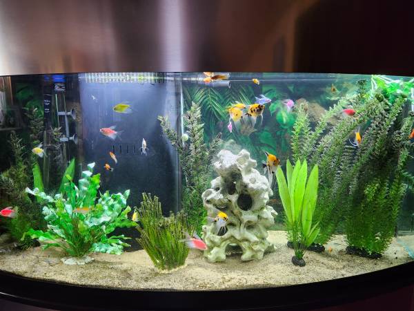 85 gallon bowfront aquarium. 1