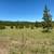 Raw land. 35 acres 1 thumbnail