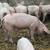 Feeder pig 2 thumbnail