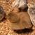 Ducklings 3 thumbnail