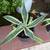 Well-rooted potted agave 4 thumbnail