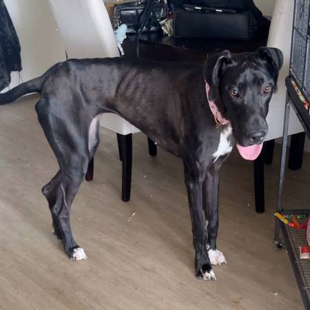 Sweet female great dane looking for a home! (Los Angeles)