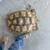 Sulcata Tortoise 2 thumbnail