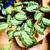 So Many Pretty Plants, starting at $5 20 thumbnail