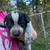Blue & red Heeler pups 3 thumbnail