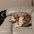 Rehoming female cat 5 thumbnail