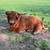 Highland Starter Herd 4 thumbnail