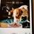 Automatic Dogs and Cats Feeder $40 3 thumbnail