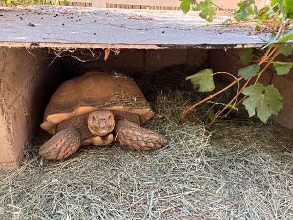 One Sulcata, two sulcata three sulcata FREE! (Ramona)63894602474242120