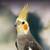 Looking for aviary friends 2 thumbnail