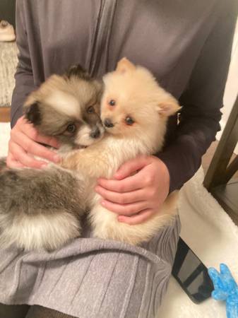 Oso pequeño y esponjoso
