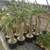 Madagascar Palm ///// PACHYPODIUM lamerei 5 thumbnail