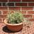 Rhipsalis Baccifera - Mistletoe Cactus 4 thumbnail